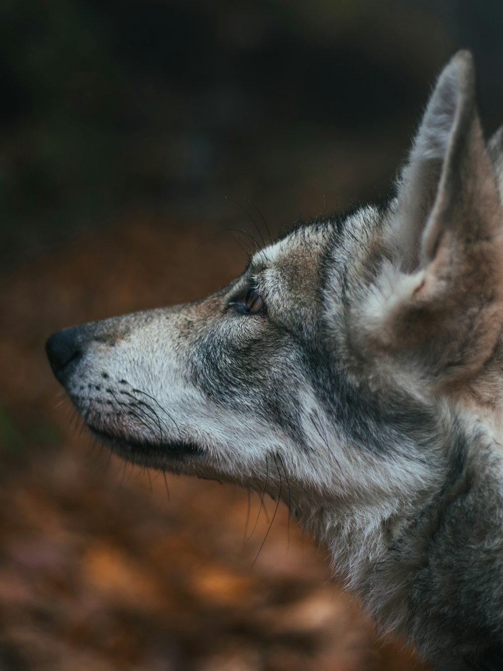 Ein Wolf schaut in die Kamera