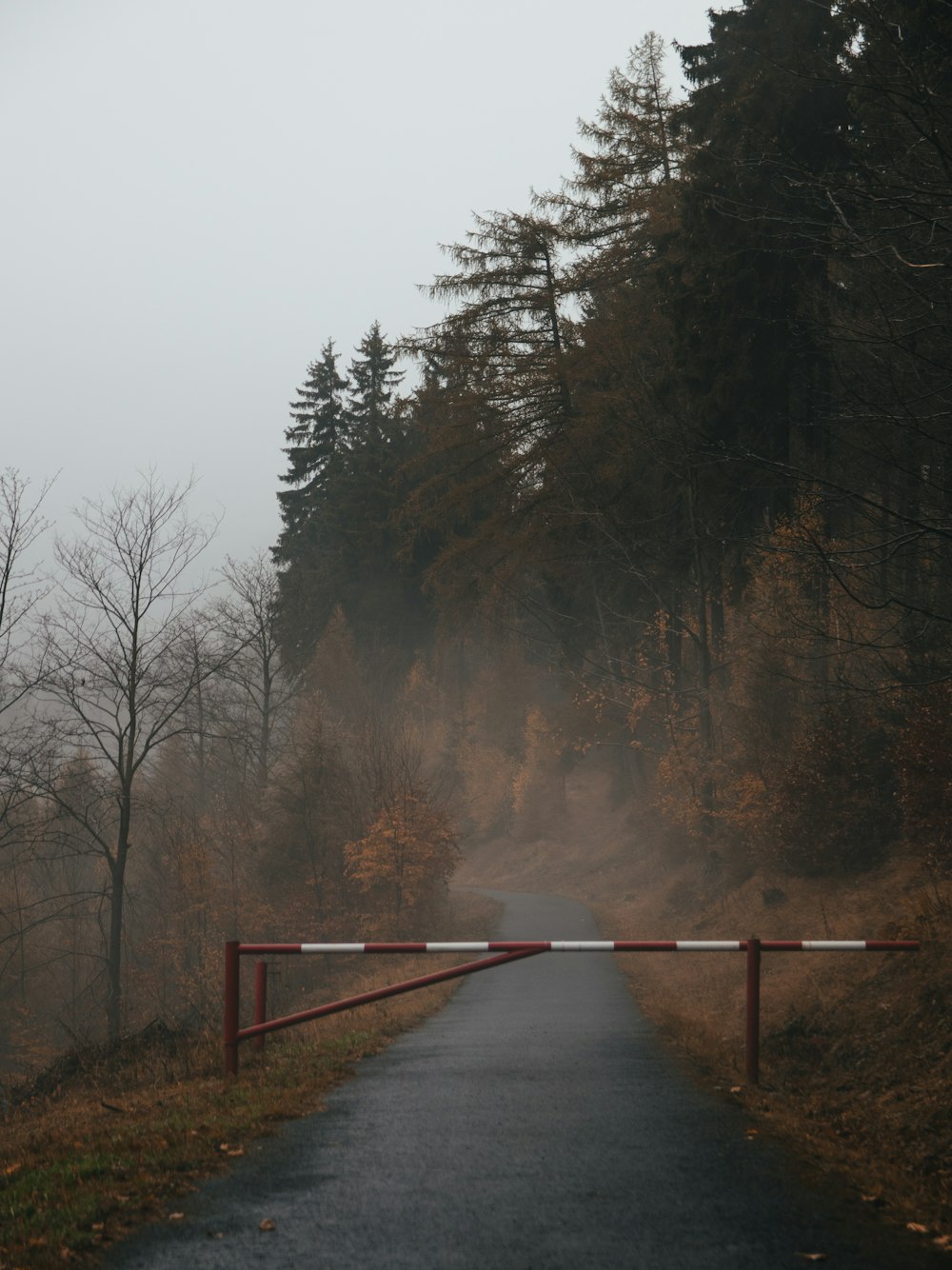 a road with trees on the side