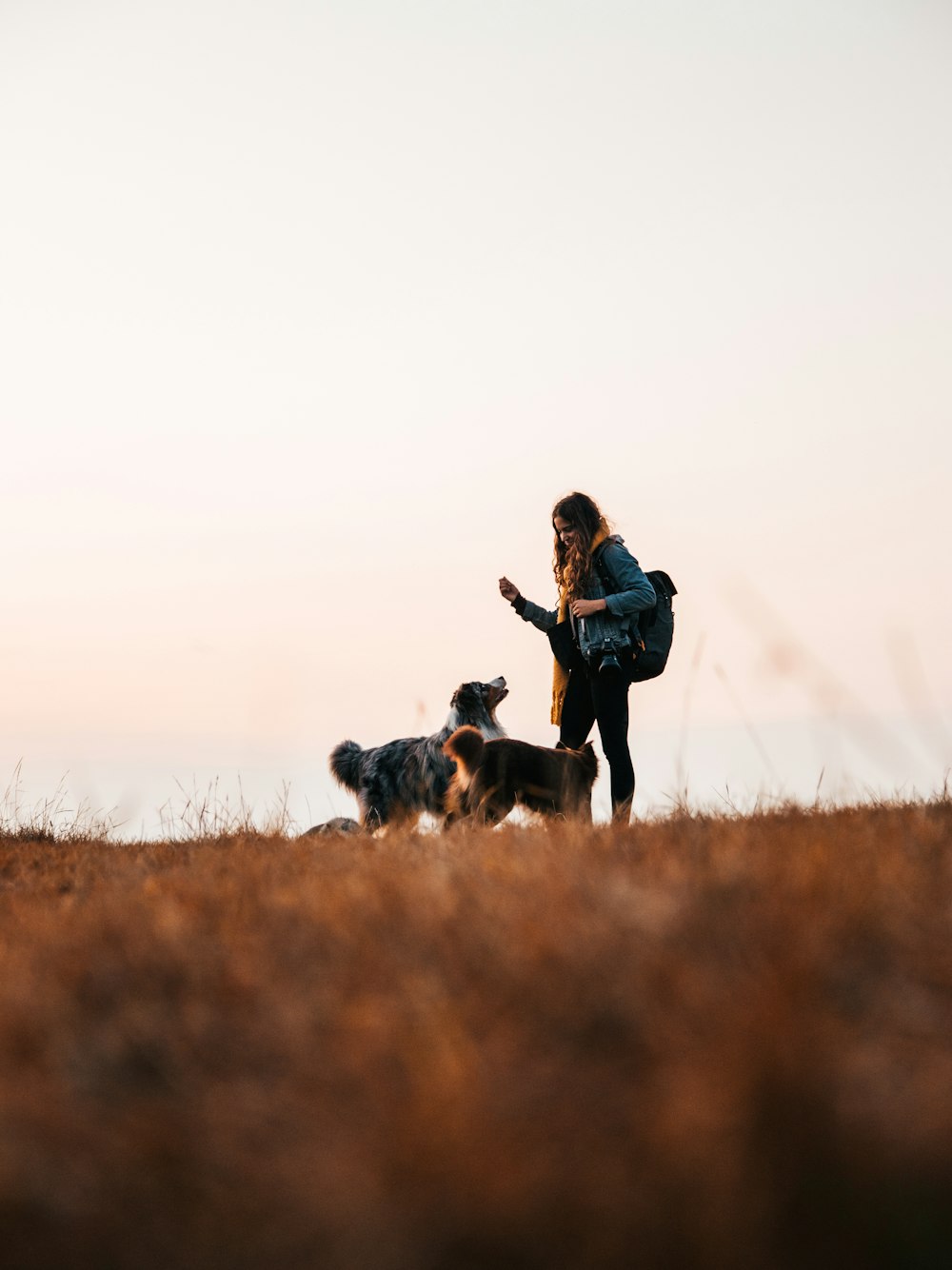 a man and dogs in a field