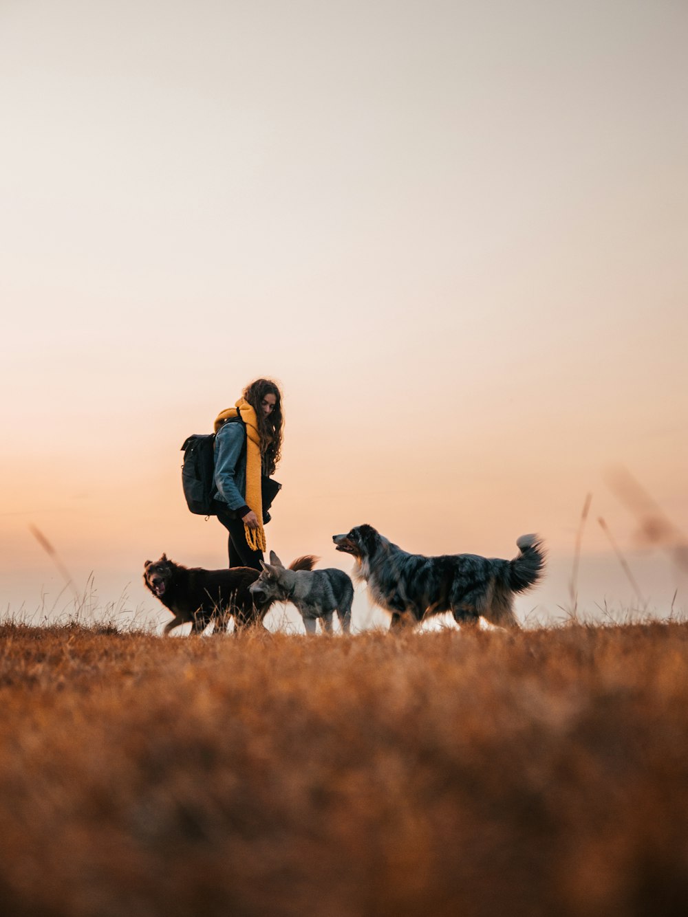 a person walking with dogs