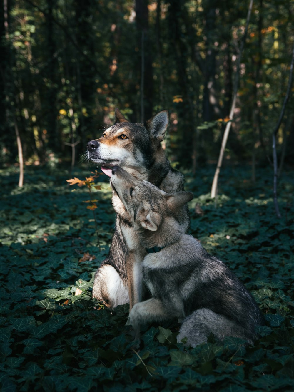 a dog sitting in the grass