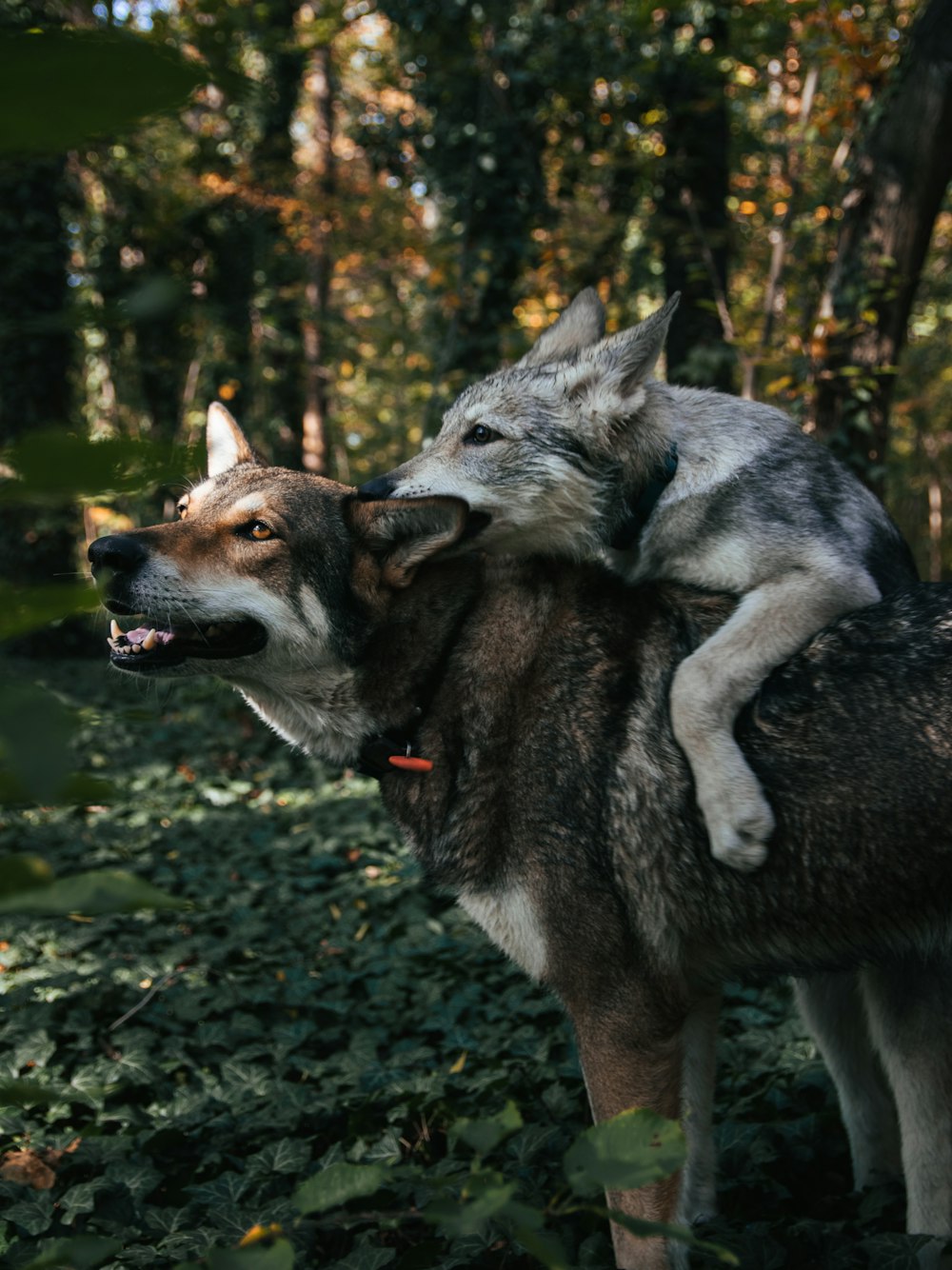 Un lobo mordiendo a otro lobo