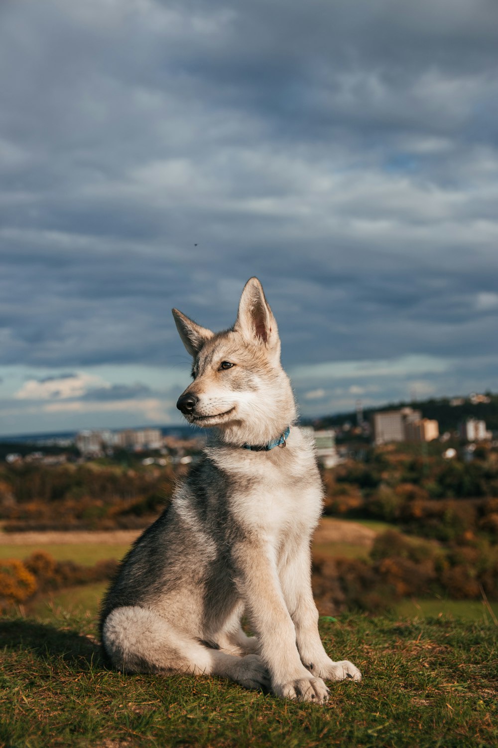 a dog sitting on grass