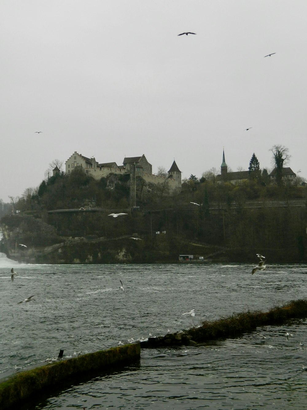 birds flying over a body of water