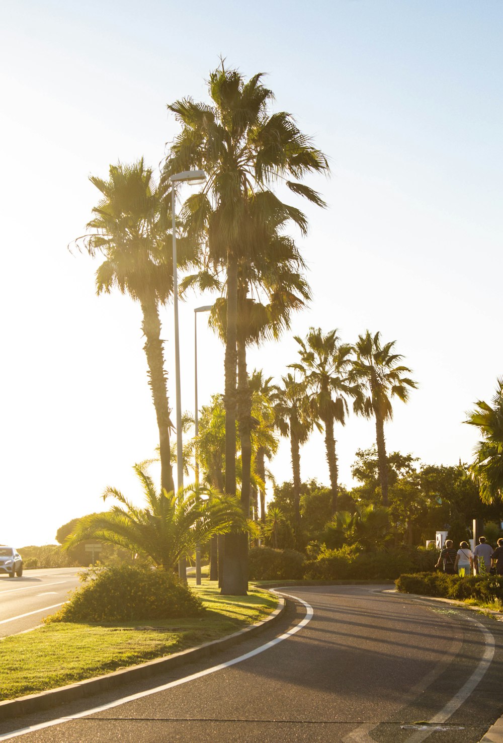 a road with palm trees on either side of it