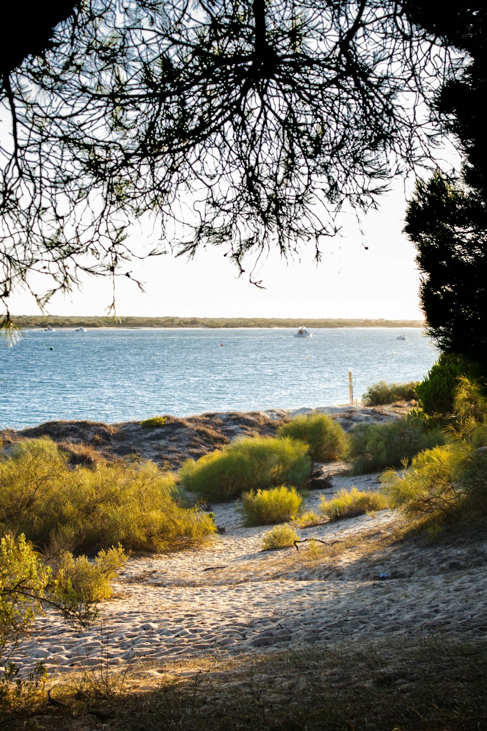 a body of water with plants and trees around it