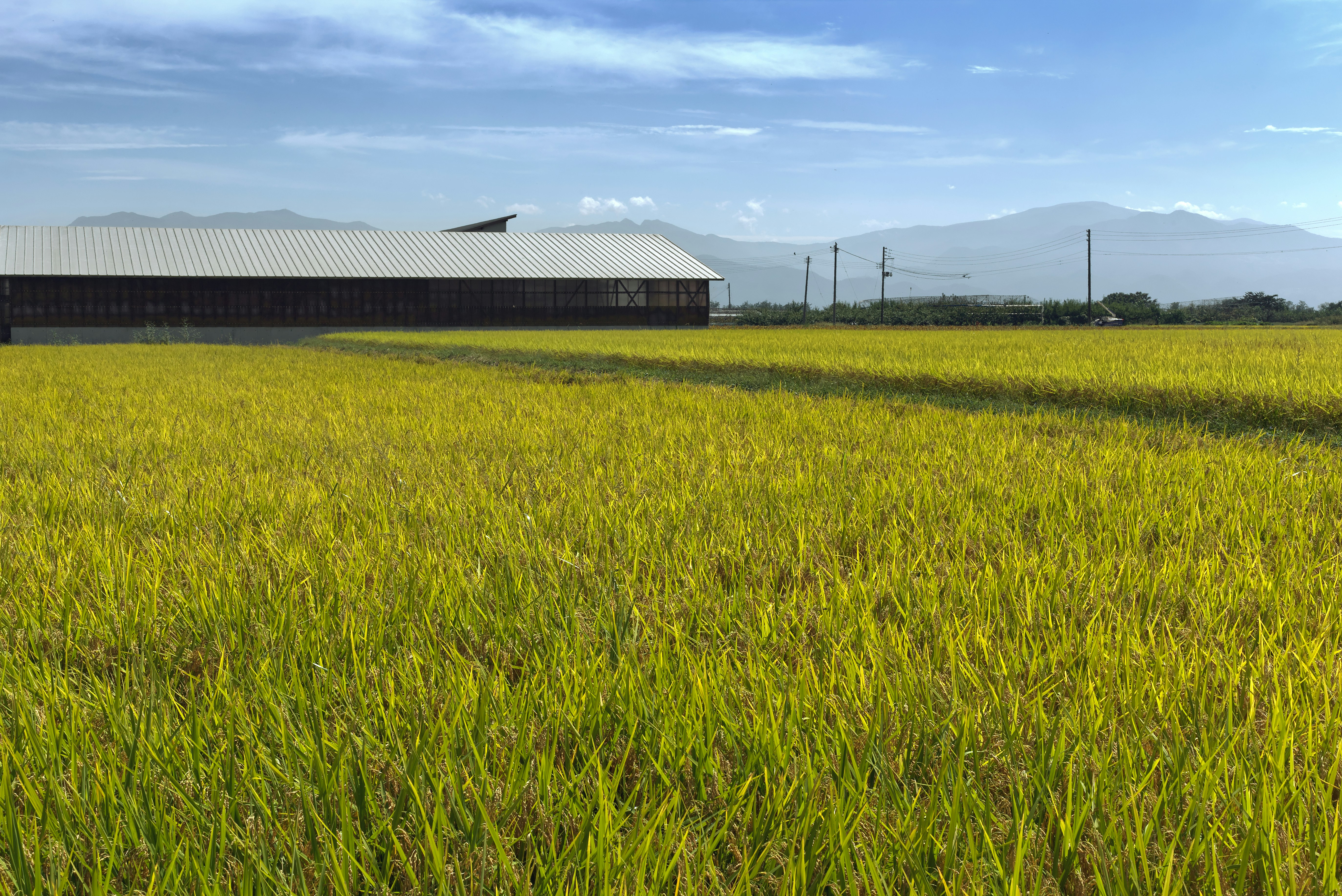 a large field of grass