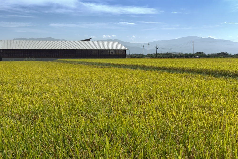 a large field of grass