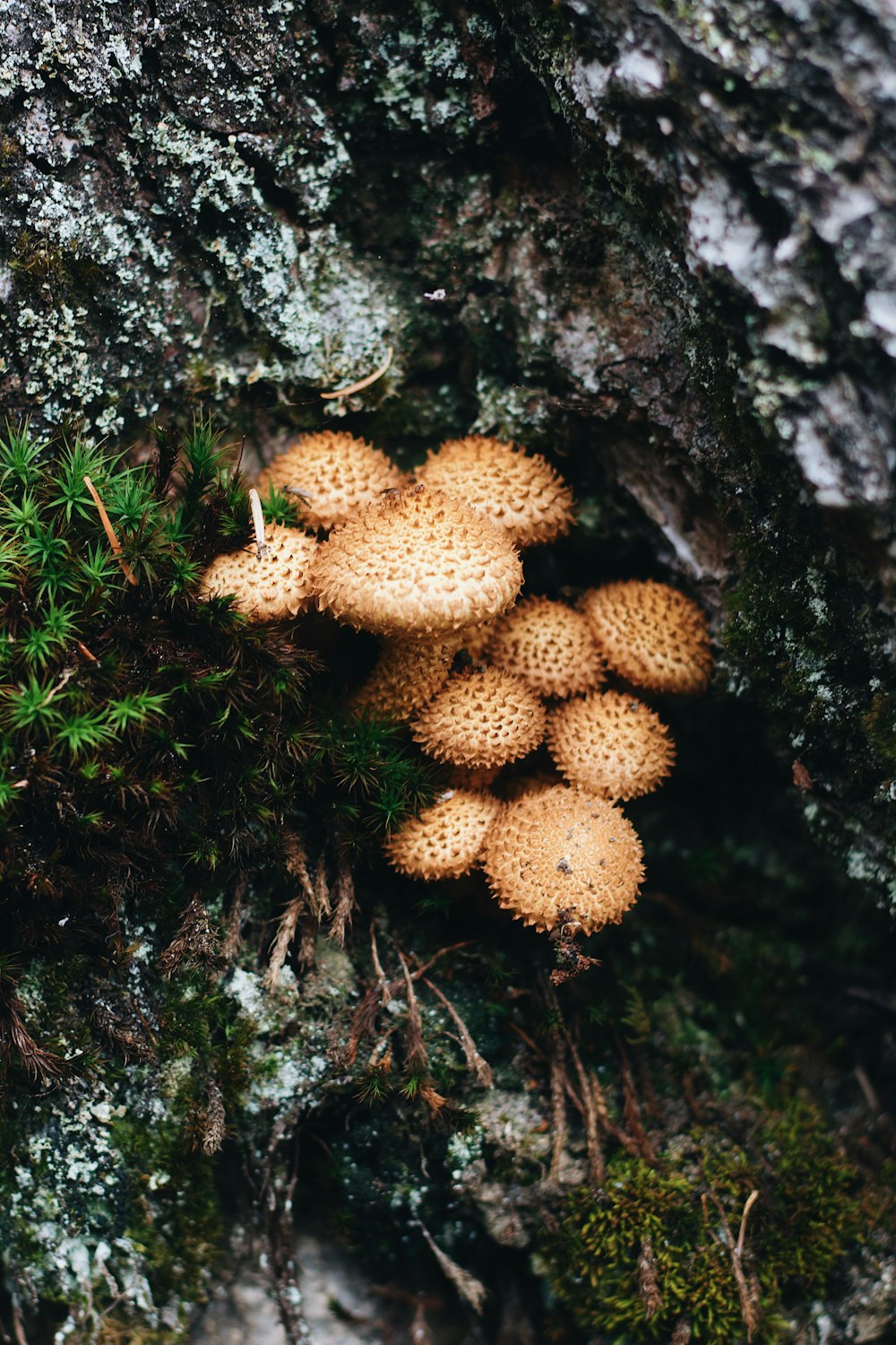 un grupo de hojas amarillas en un árbol