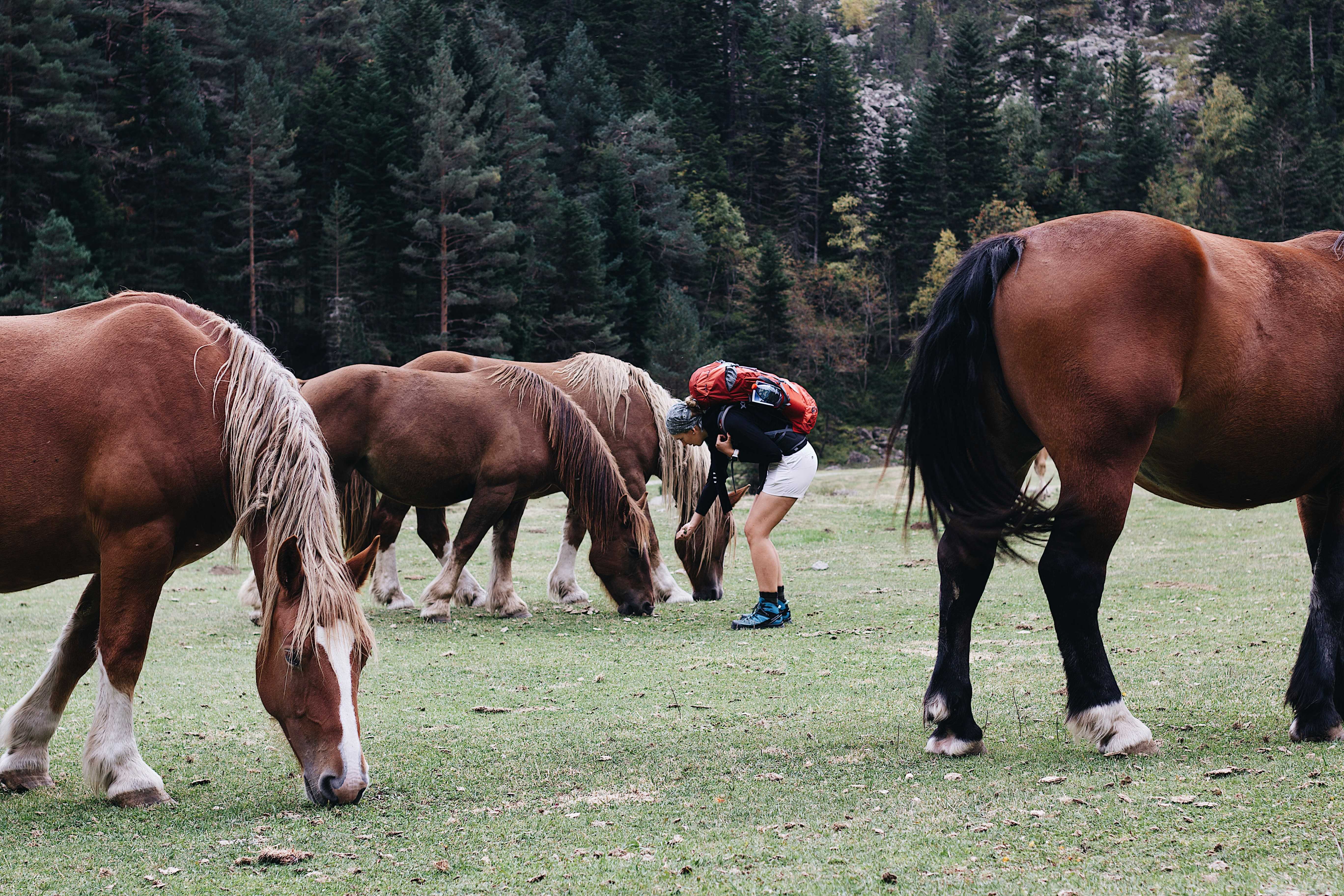 a person with a backpack and horses