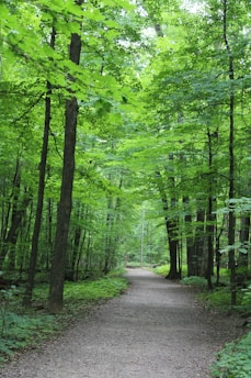 A serene landscape of a lush green forest with a winding trail inviting exploration.