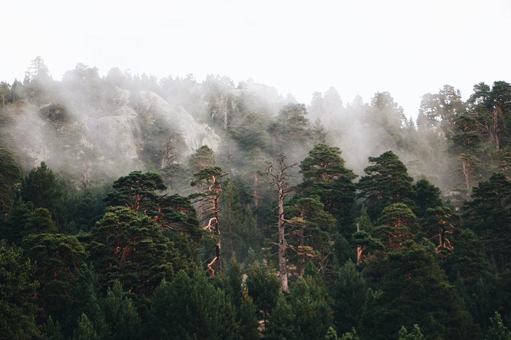 a forest of trees