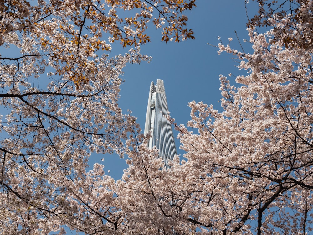 a tall building behind cherry blossoms