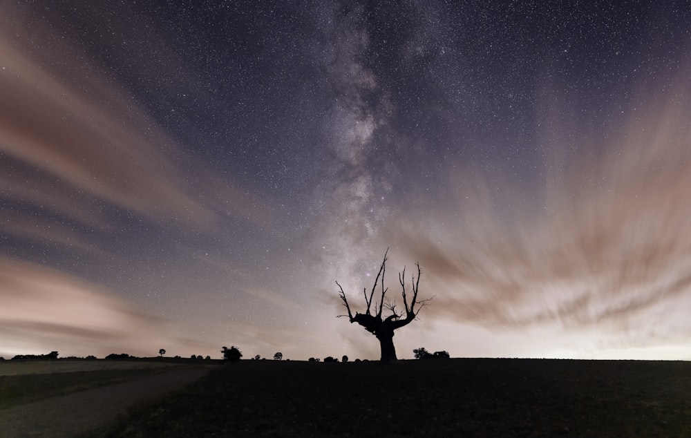 Un albero in un campo