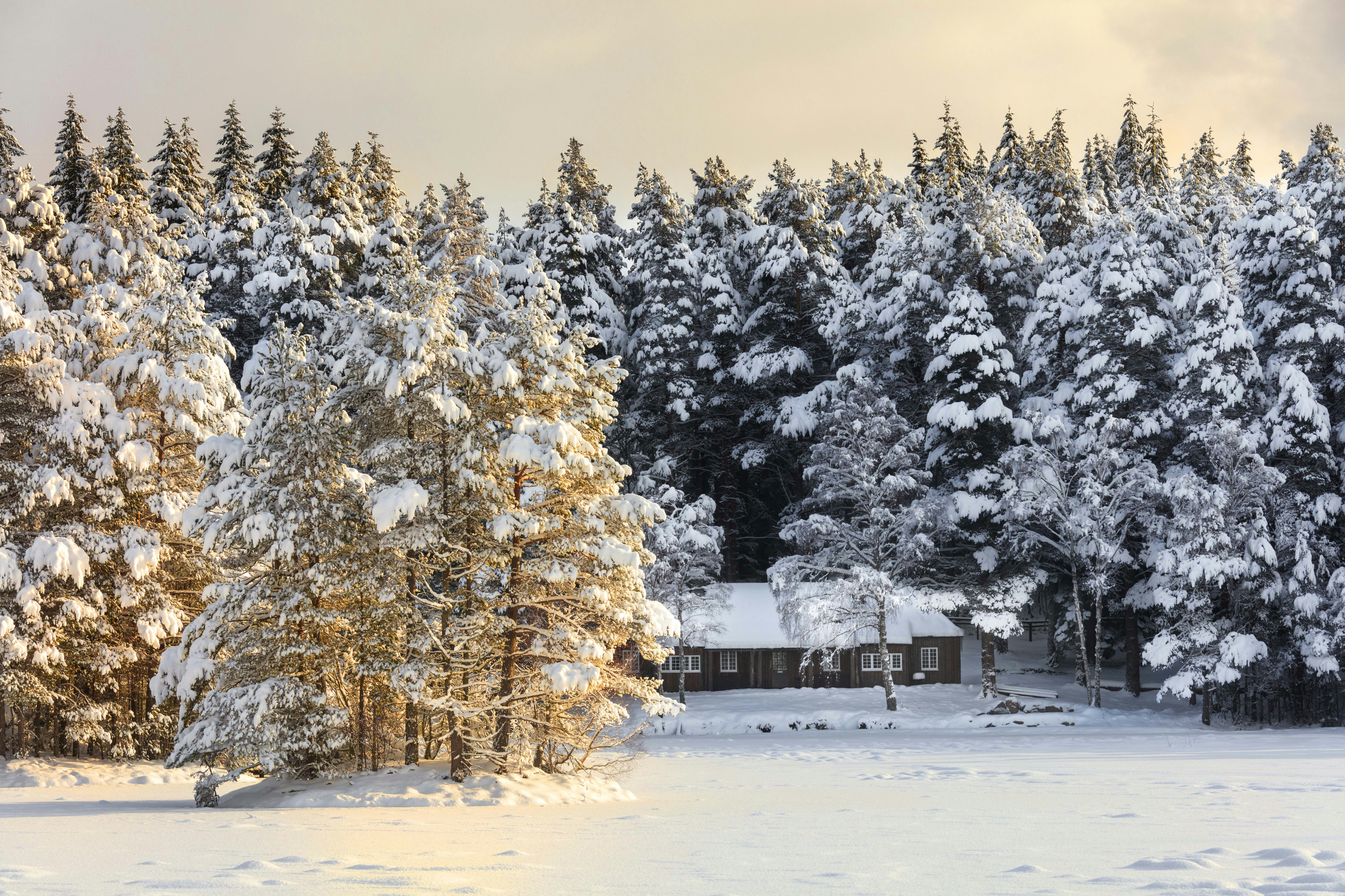 a house surrounded by snow covered trees, A cabin in the forests near aboyne on royal deeside