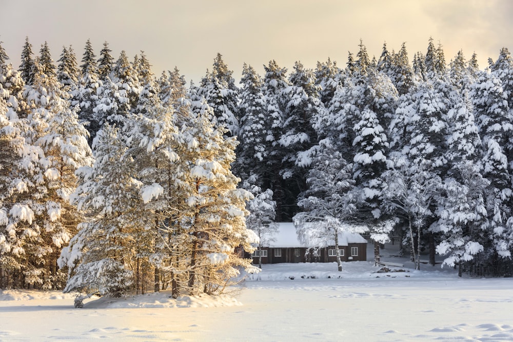 a house surrounded by snow covered trees