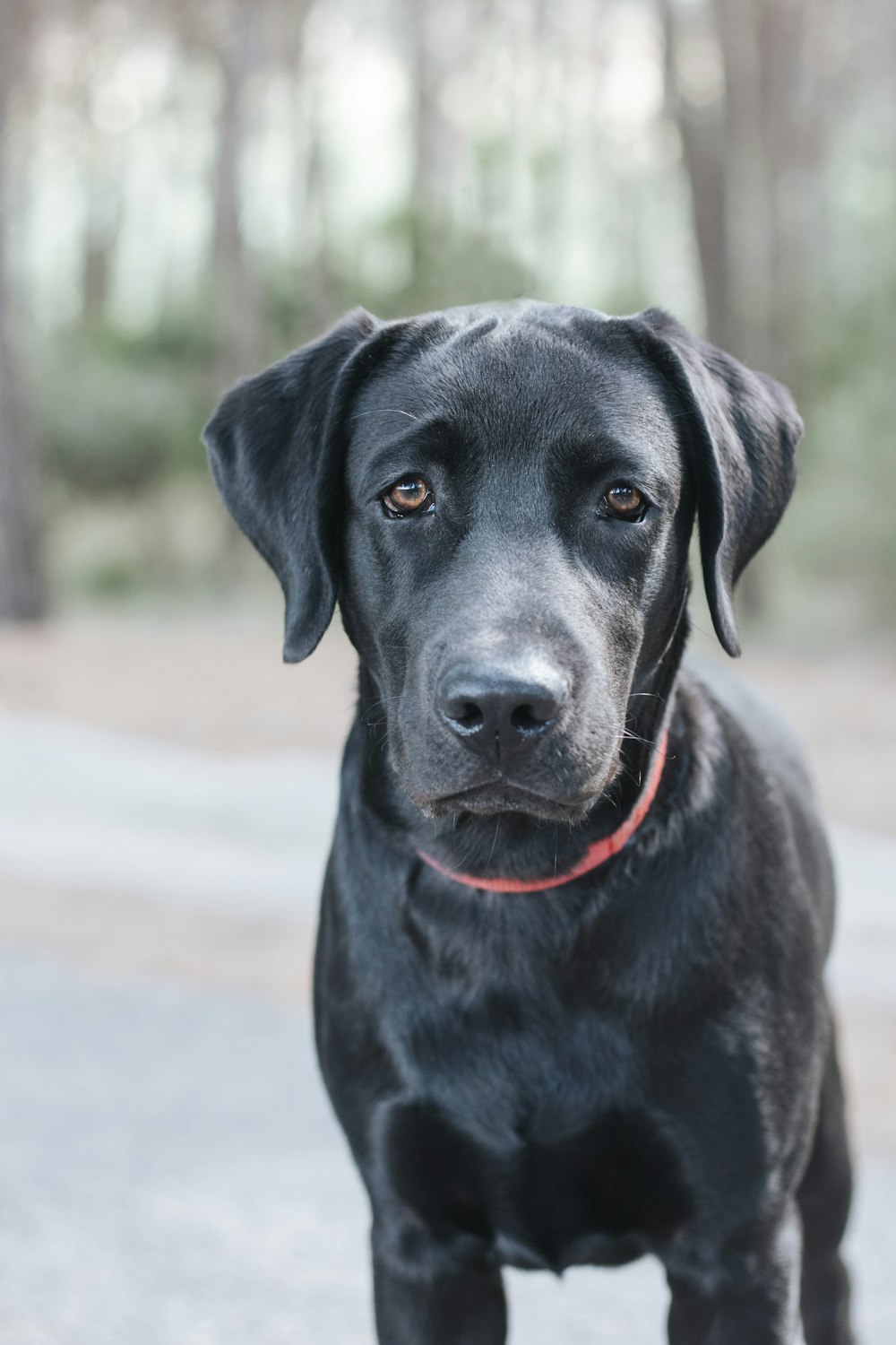 a black dog with a red collar
