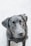 A close-up image of a black dog with a shiny coat. The dog is looking up at the camera with soulful, brown eyes. The background is a light, blurred, and neutral-colored surface, possibly concrete.