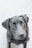 A close-up image of a black dog with a shiny coat. The dog is looking up at the camera with soulful, brown eyes. The background is a light, blurred, and neutral-colored surface, possibly concrete.