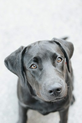 A close-up image of a black dog with a shiny coat. The dog is looking up at the camera with soulful, brown eyes. The background is a light, blurred, and neutral-colored surface, possibly concrete.