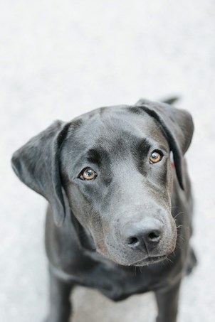A close-up image of a black dog with a shiny coat. The dog is looking up at the camera with soulful, brown eyes. The background is a light, blurred, and neutral-colored surface, possibly concrete.