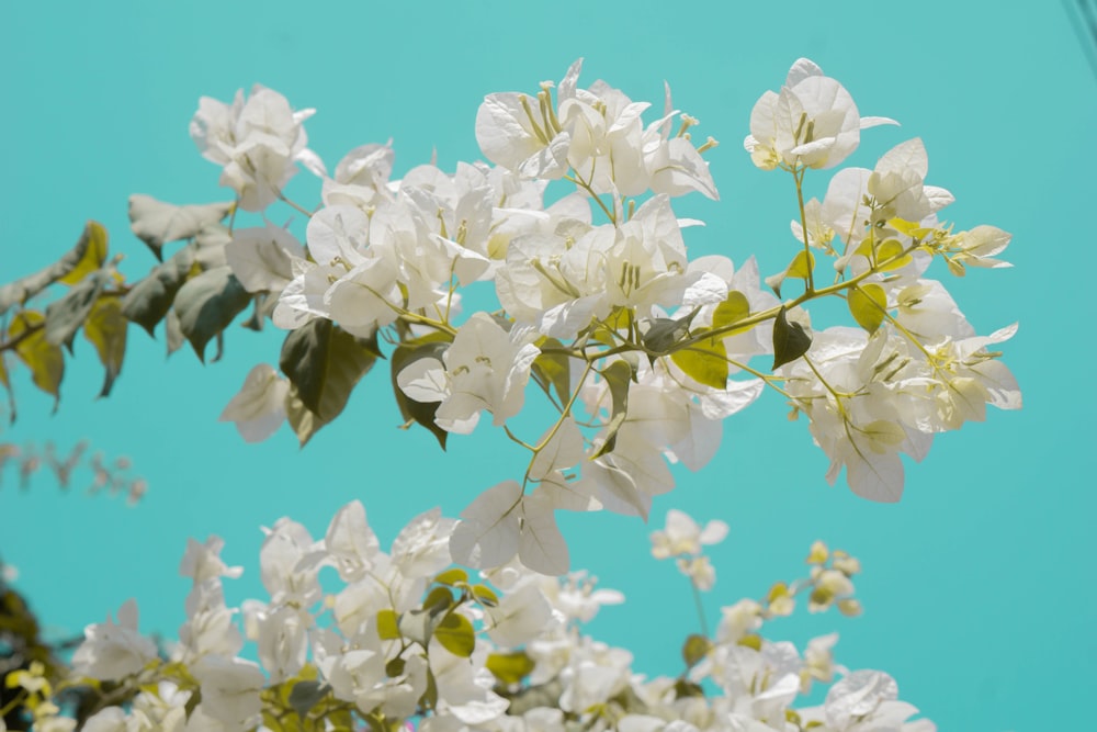 a close up of white flowers