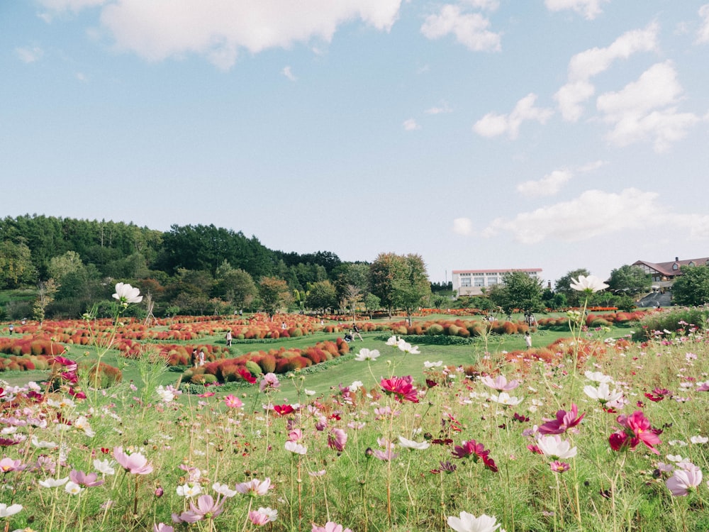 a field of flowers