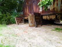 An old, rusty barn surrounded by lush green trees. The structure is elevated, with tobacco leaves hanging underneath, drying in the open air. The ground is sandy with some patches of grass.