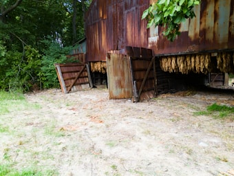 An old, rusty barn surrounded by lush green trees. The structure is elevated, with tobacco leaves hanging underneath, drying in the open air. The ground is sandy with some patches of grass.