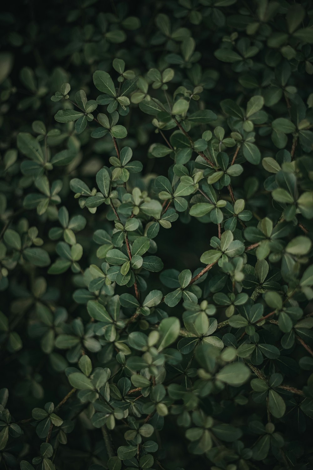 a close up of some leaves