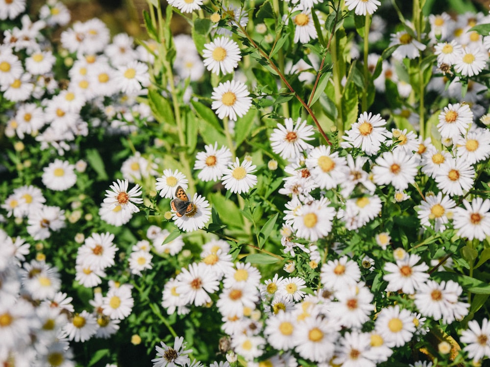 a group of white flowers