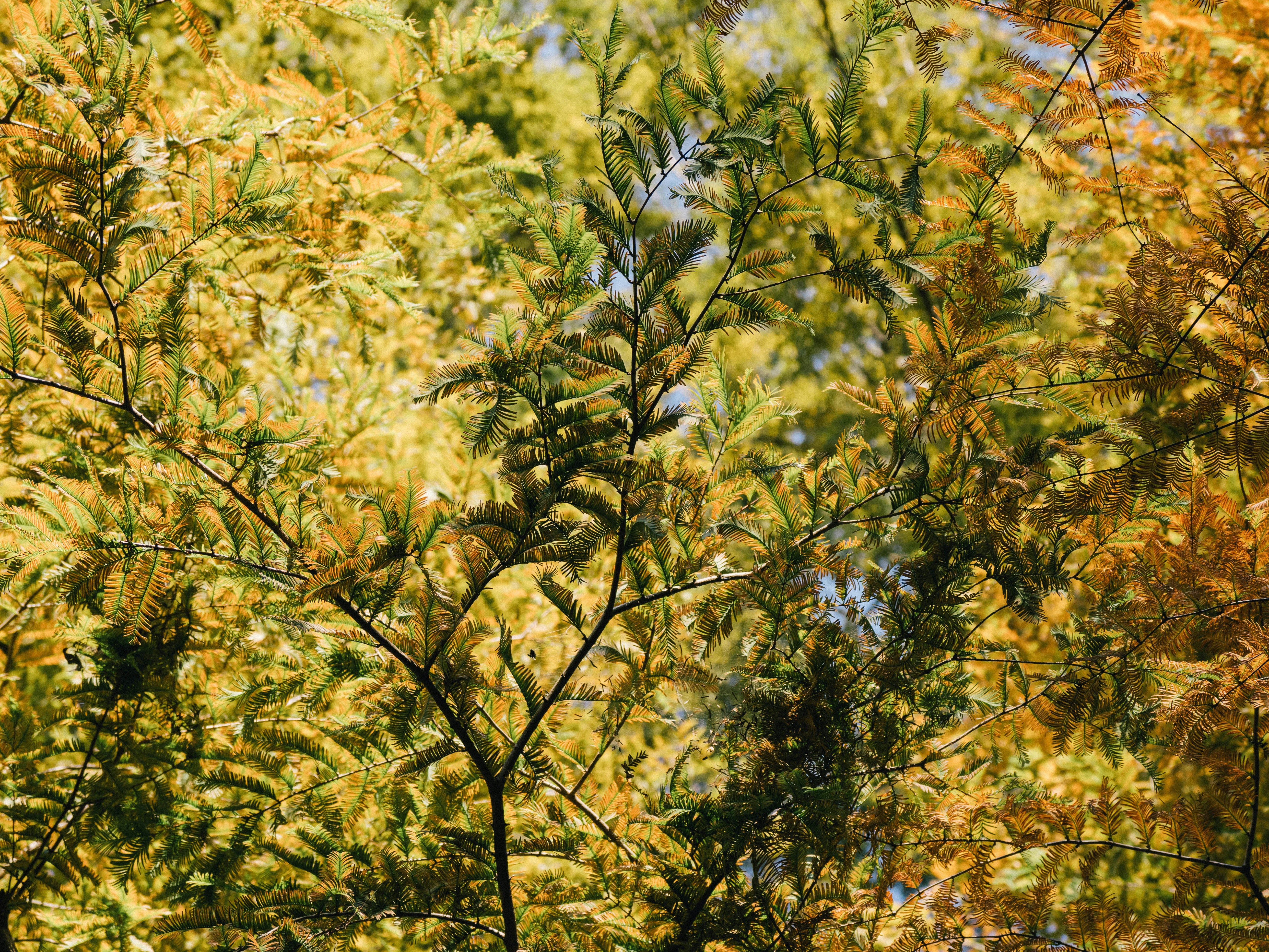 A group of trees with yellow leaves photo – Free Autumn leaves Image on ...