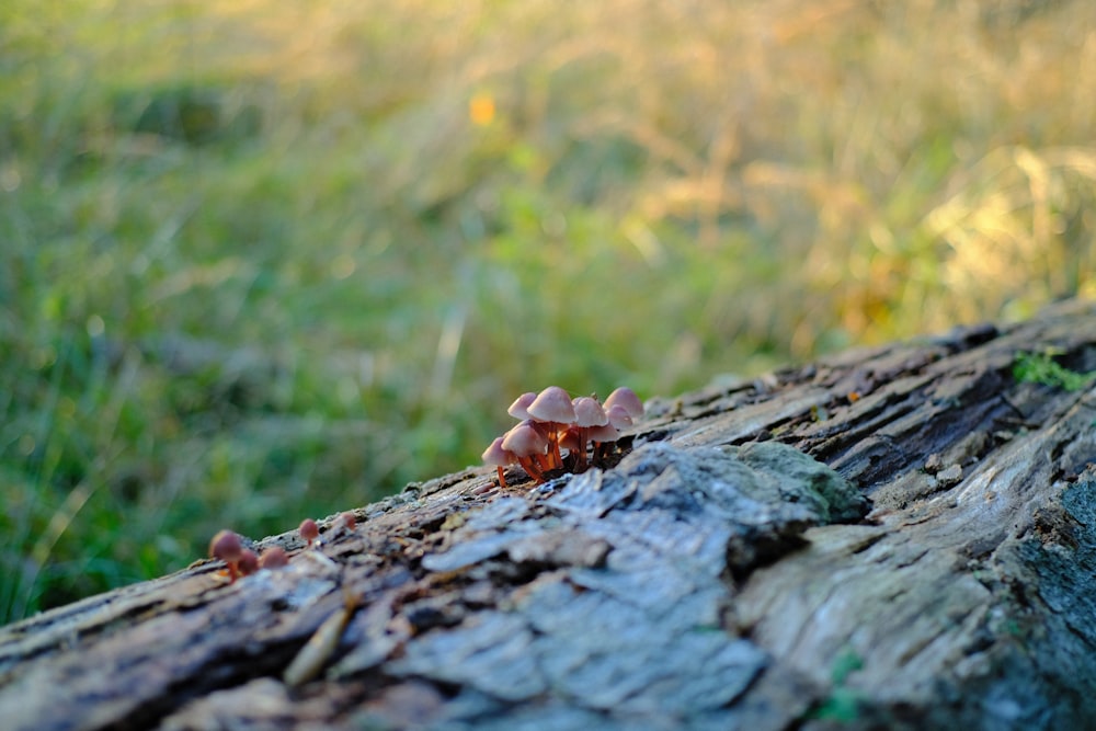 a small crab on a log