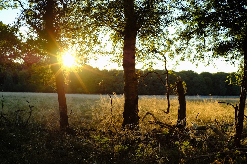 a field with trees and the sun in the background