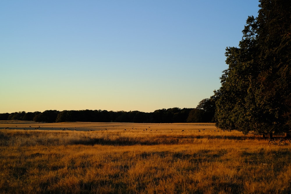 a field with trees in the background