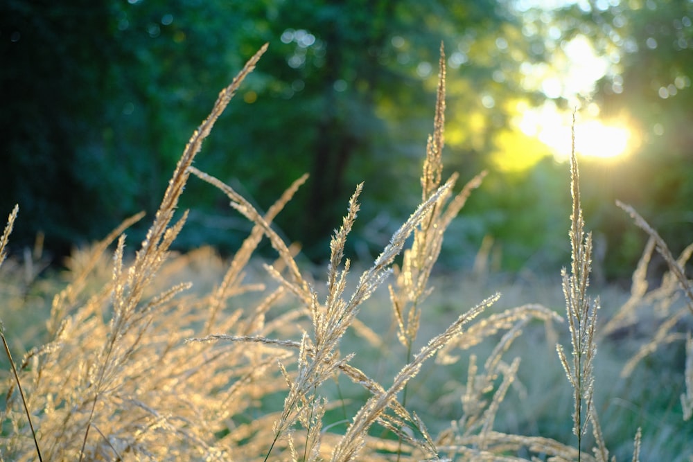 a close up of some branches