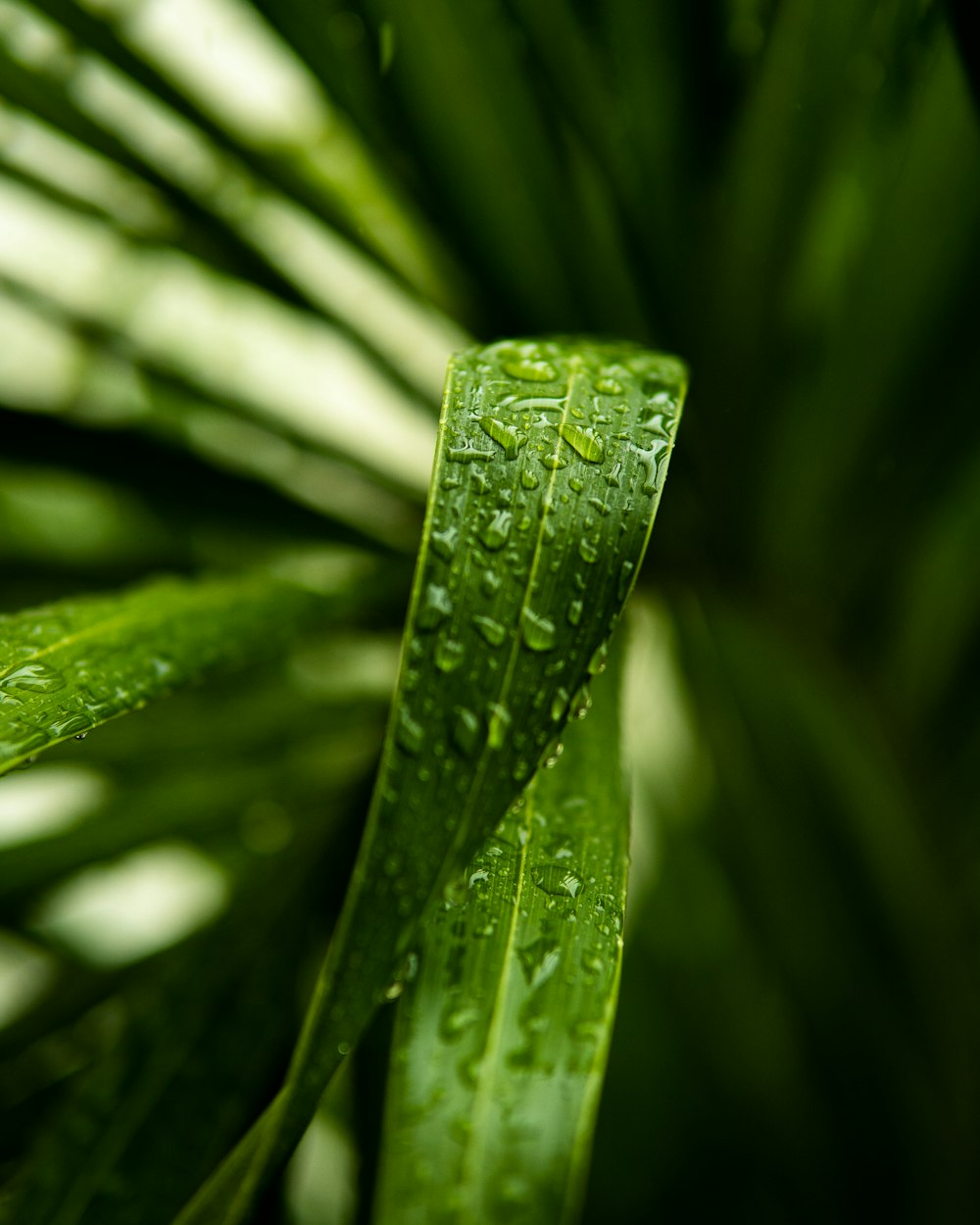 a close up of a green leaf