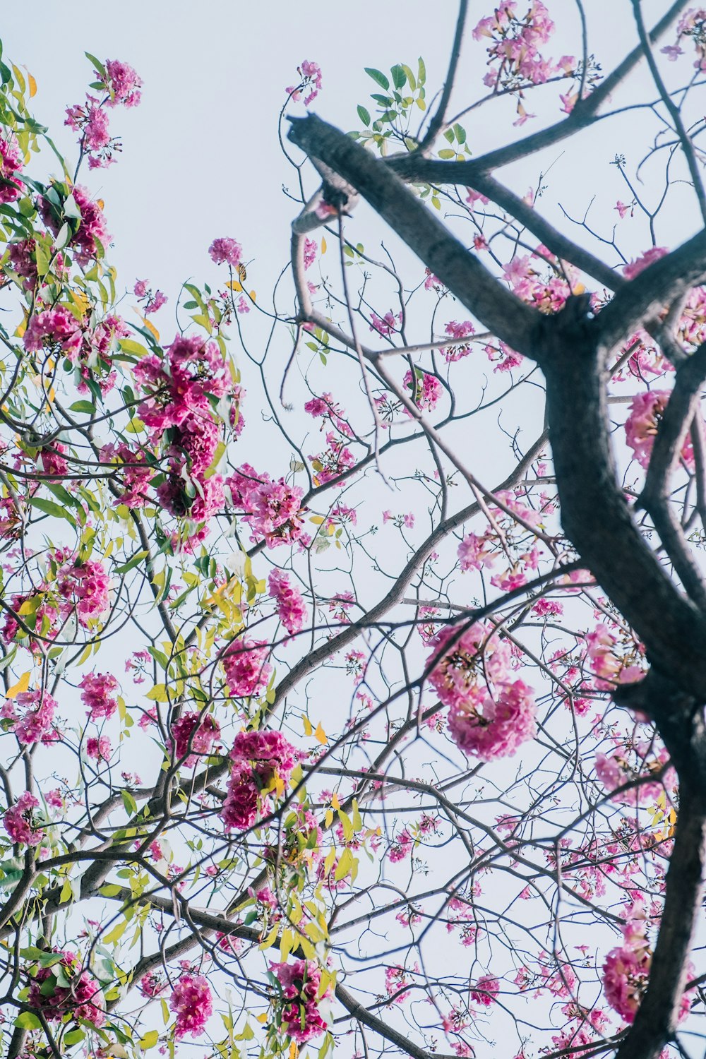 ピンクの花を持つ木