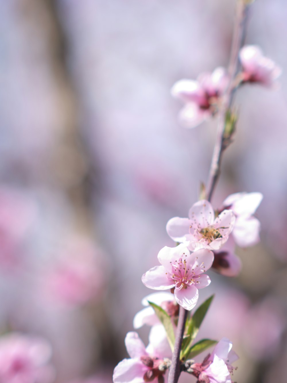 close up of flowers