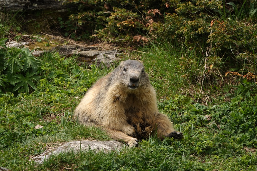 a furry animal sitting on grass