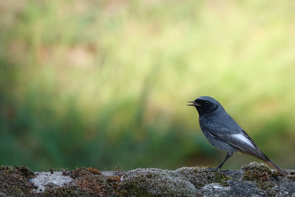 a small bird sits on a rock