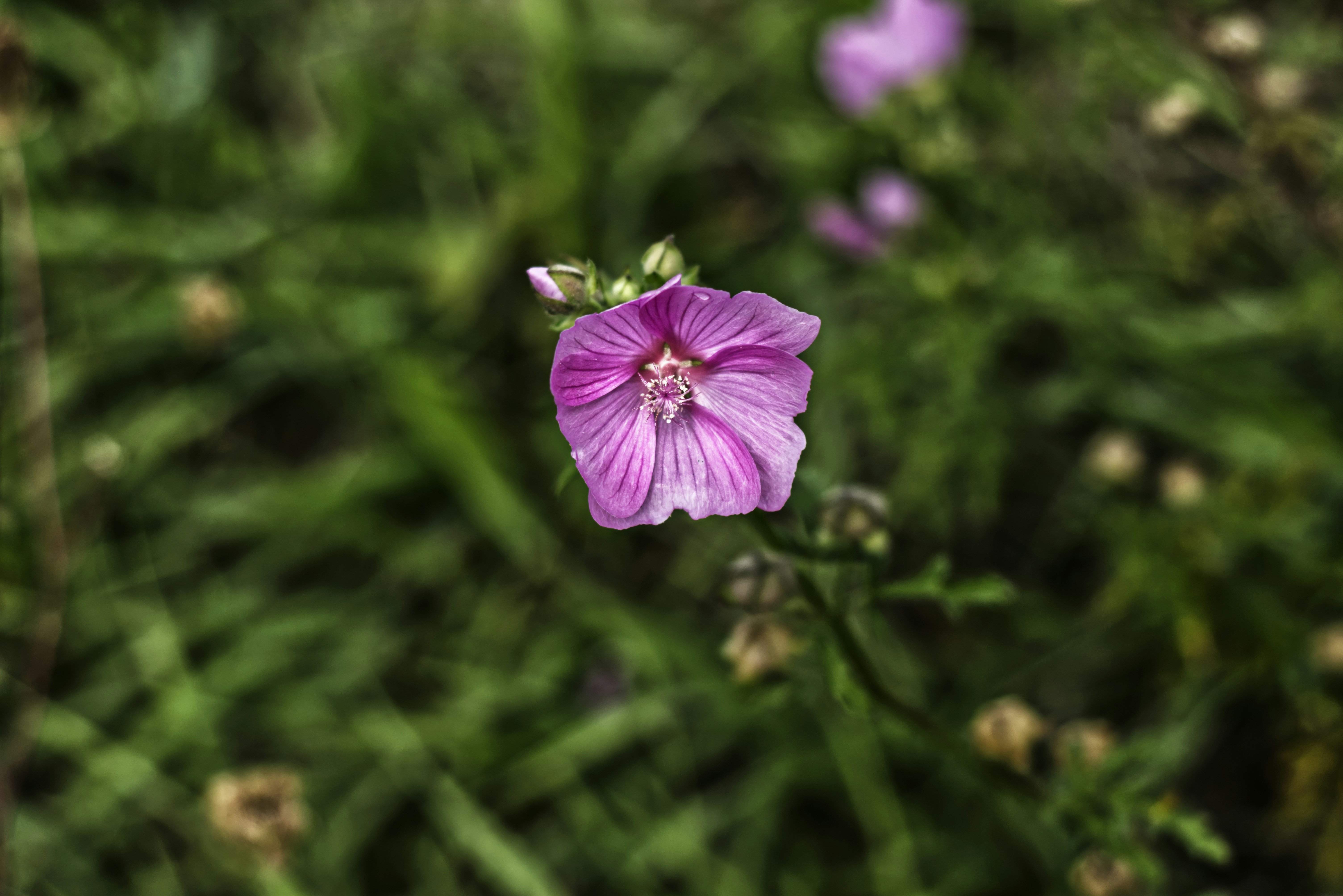 Photo by johndapps