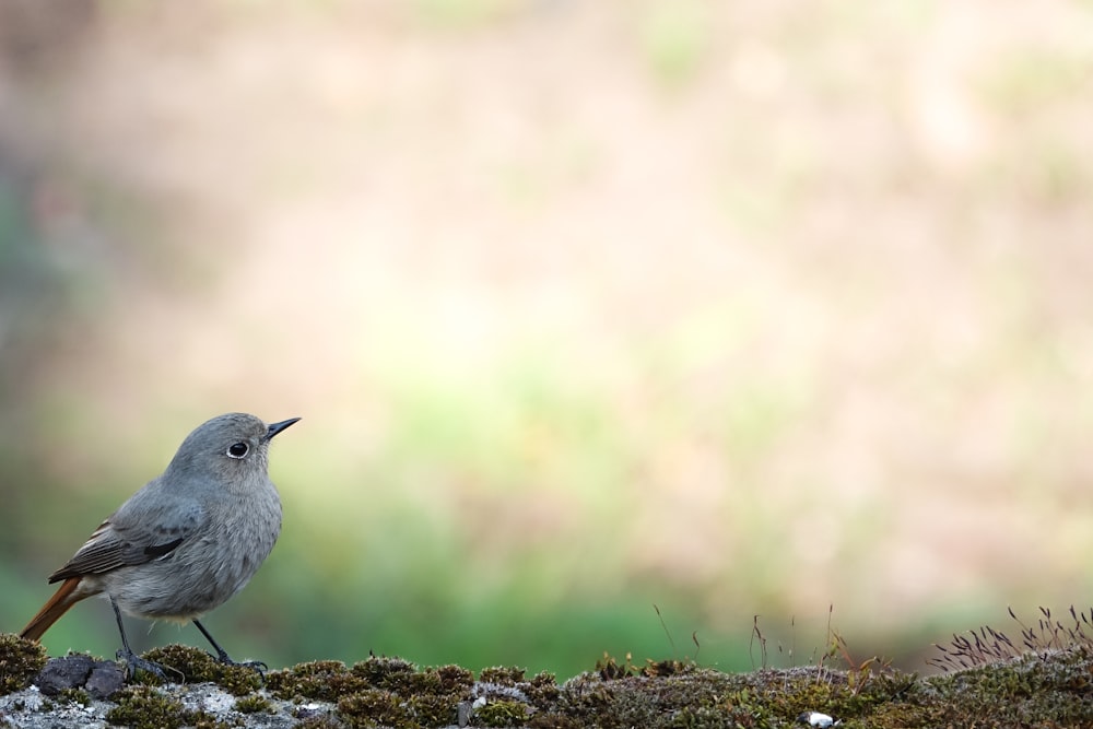 a small bird on a rock