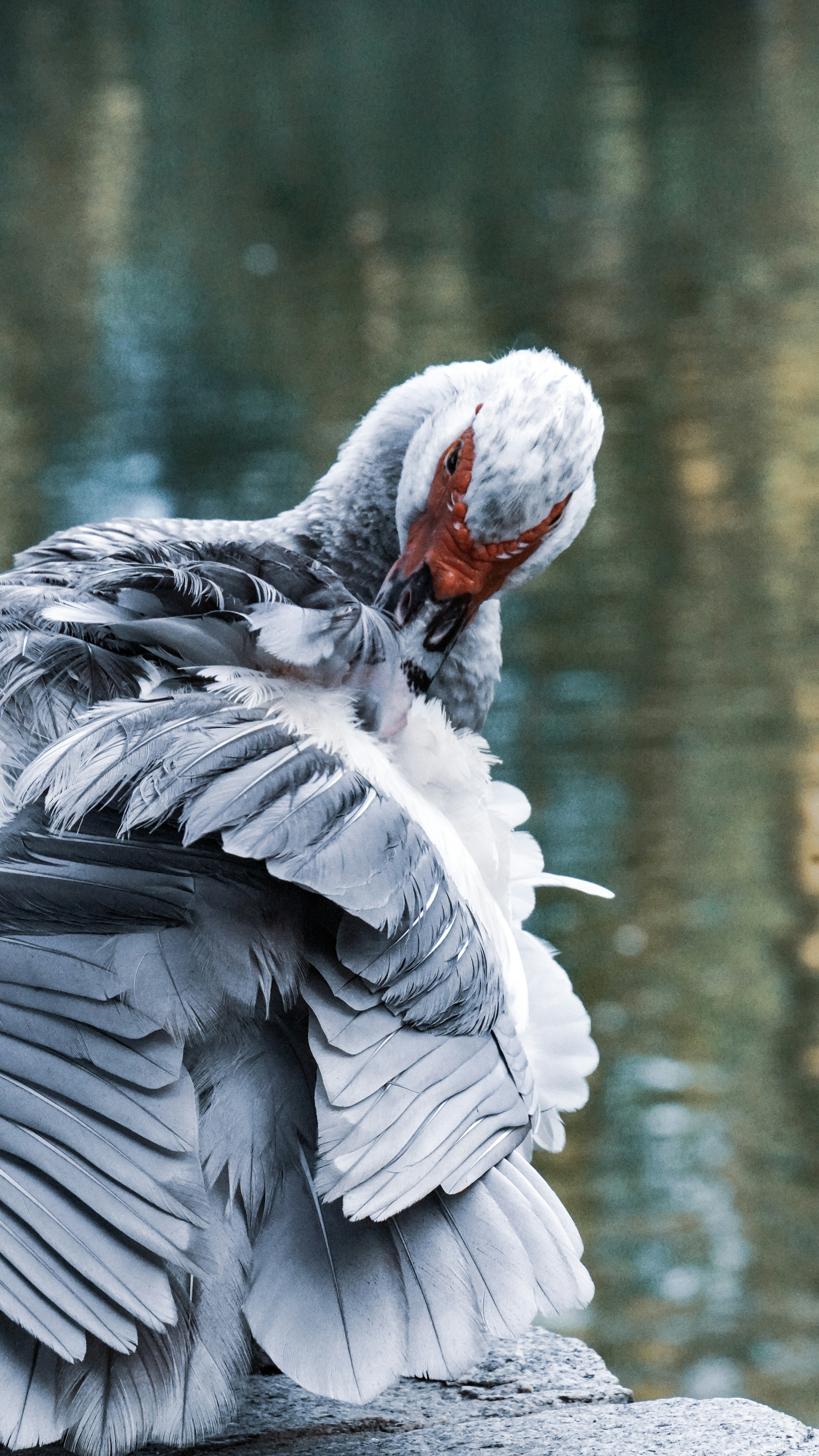 a bird with a white head