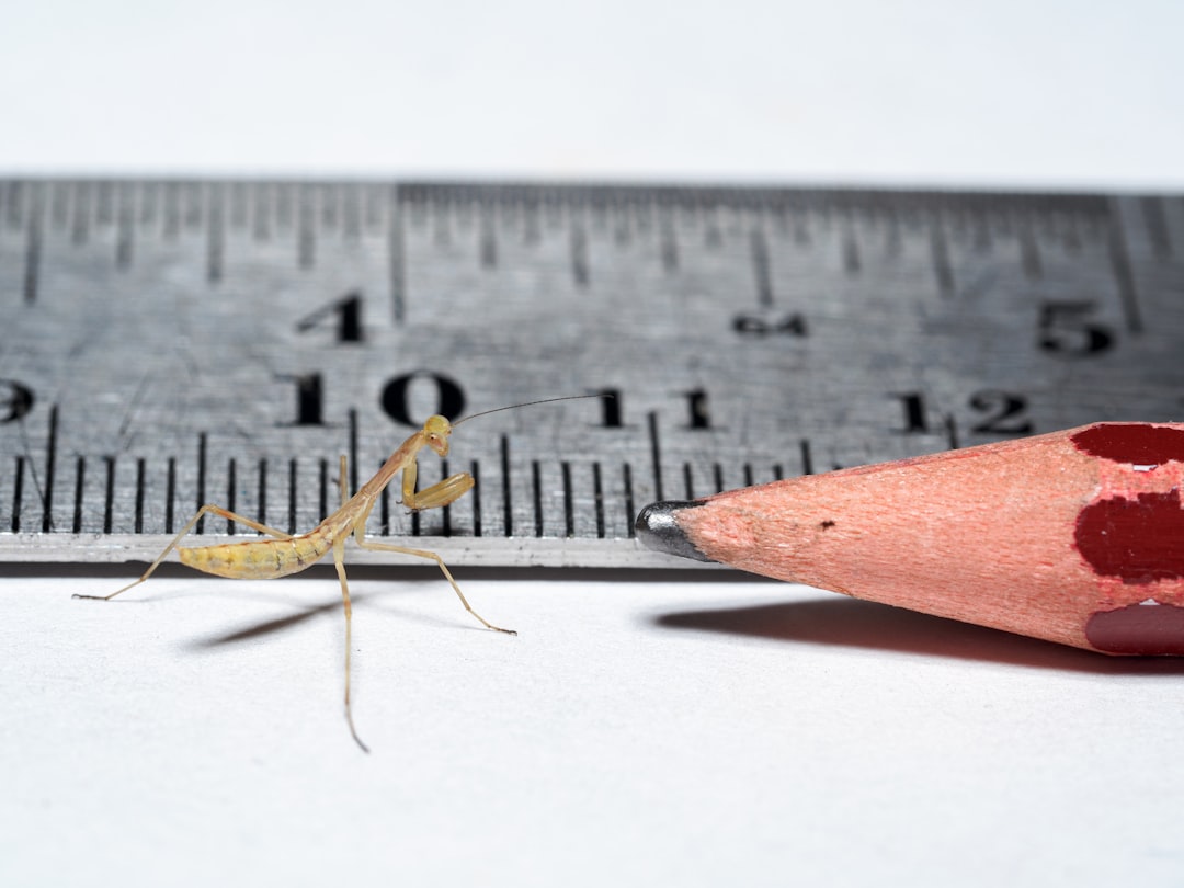 a close-up of a pencil, A 3 week old mantis nymph, pencil and ruler for scale
