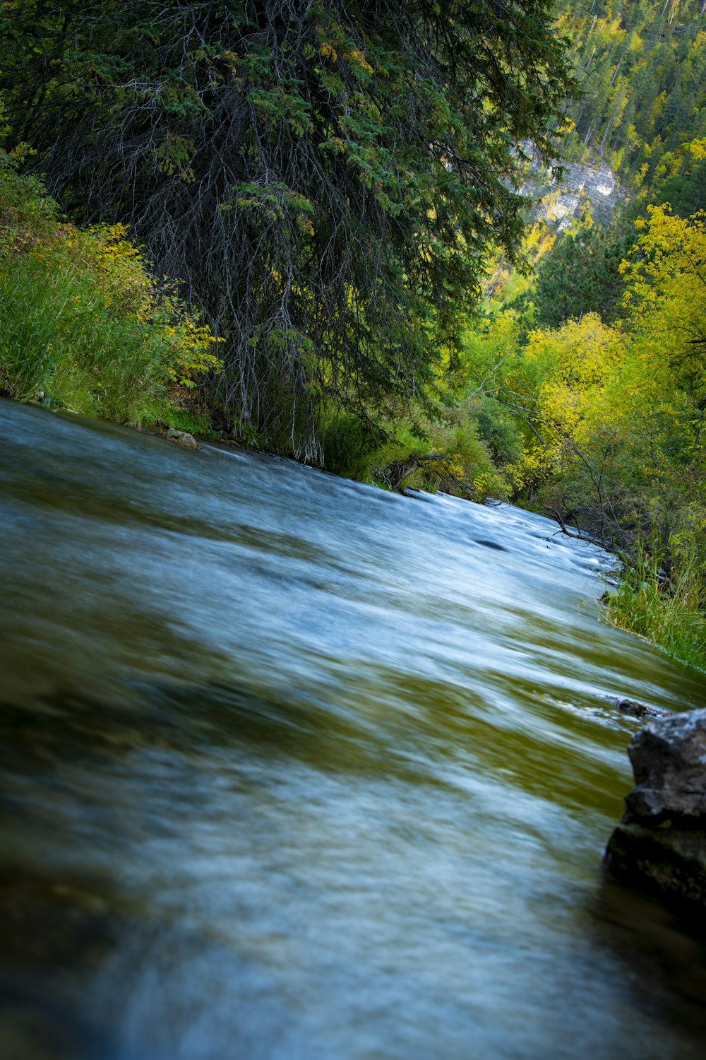 a river with trees on the side