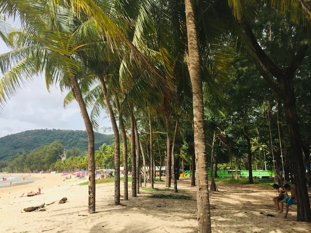 a beach with palm trees