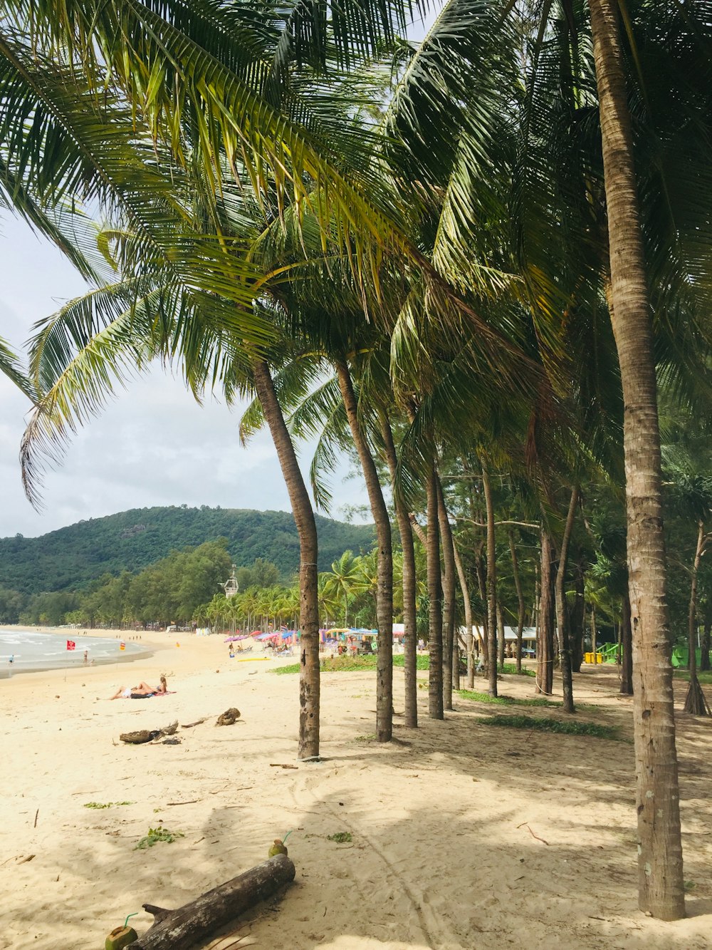 Ein Strand mit Palmen