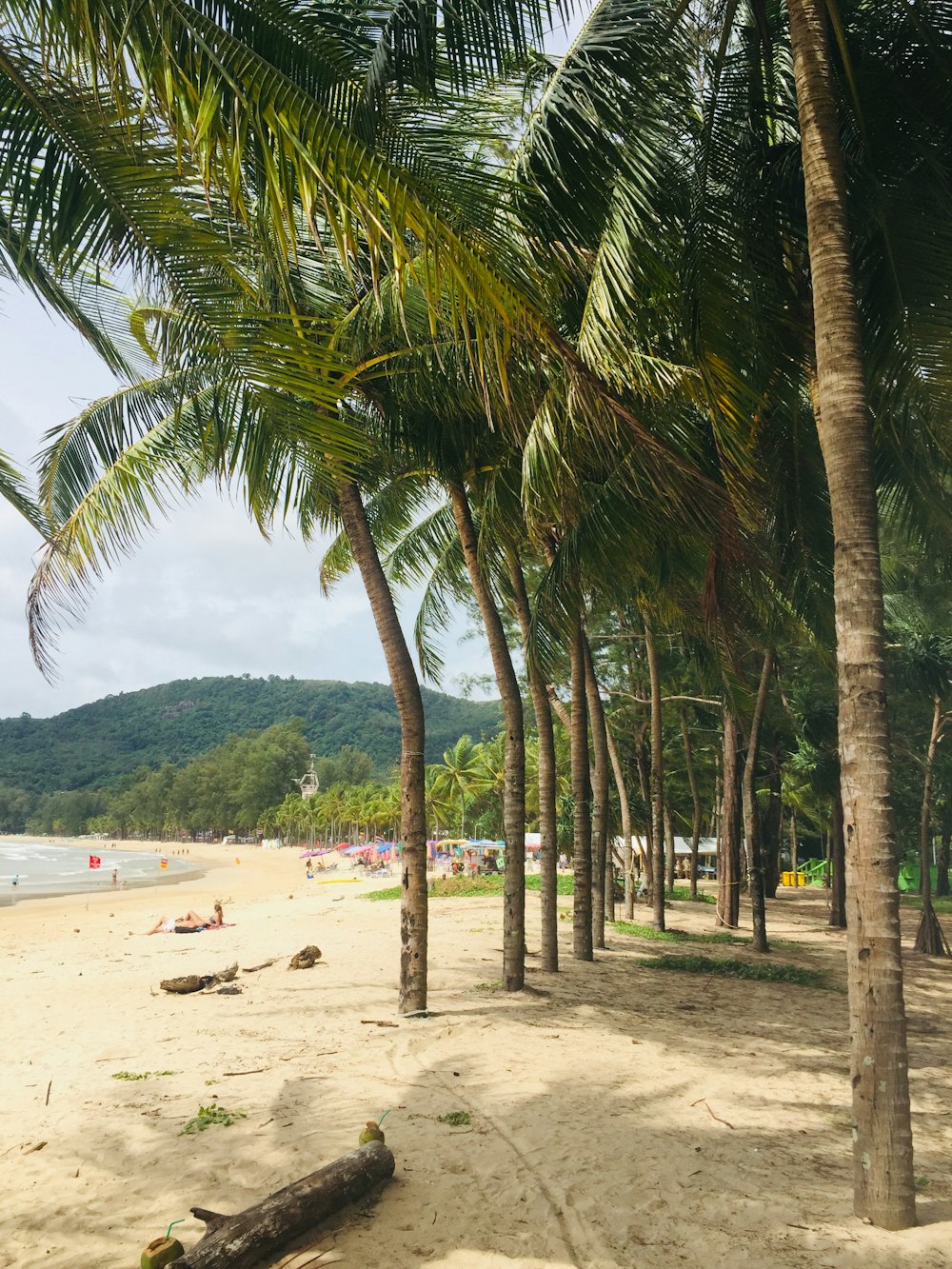 a beach with palm trees