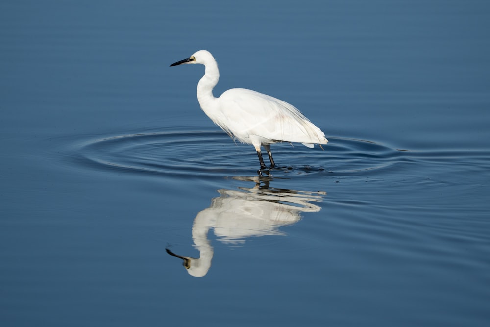 a white bird on a reflective surface